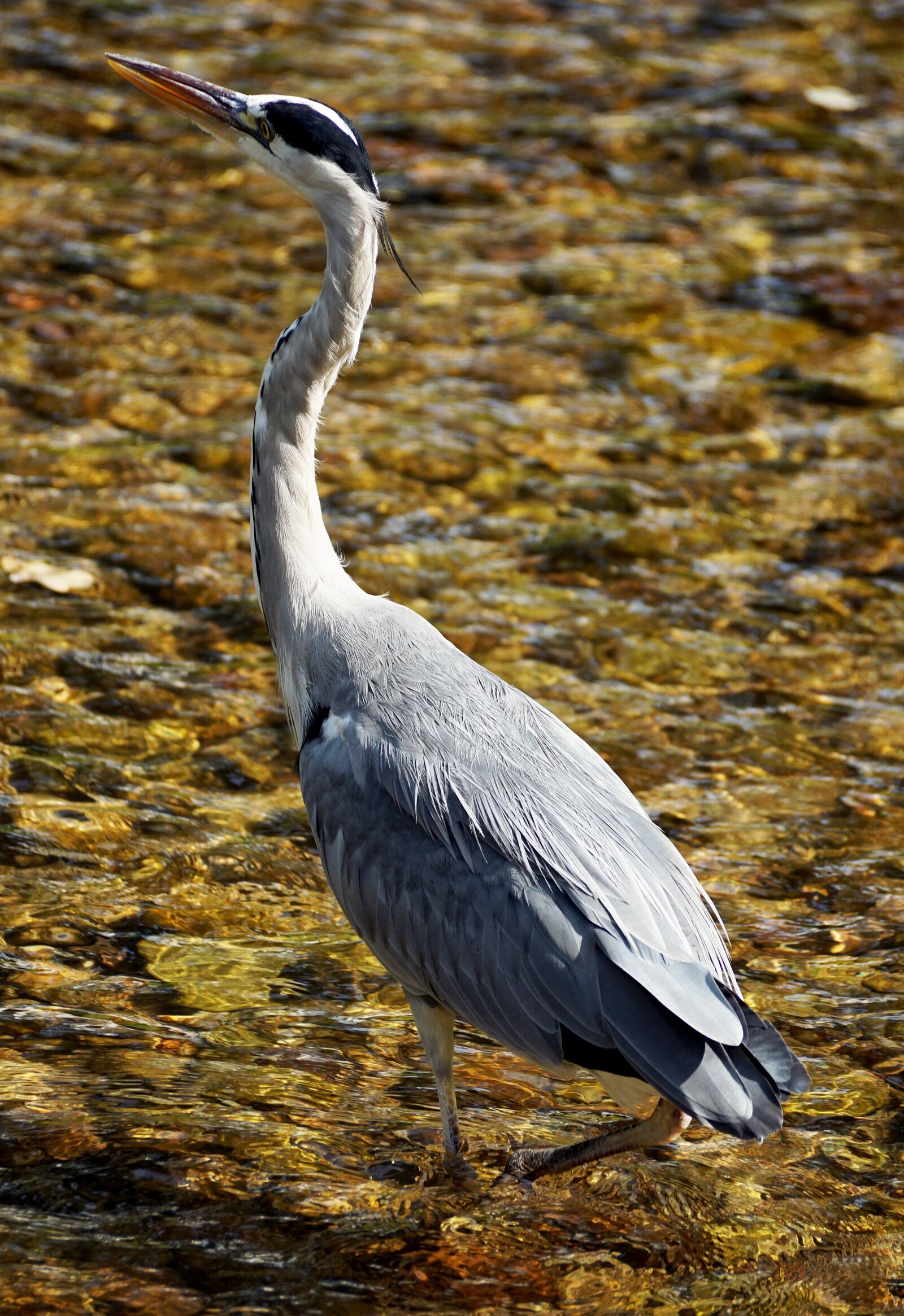 Sony DT 55-300mm F4.5-5.6 SAM sample photo. Heron, bird, nature photography