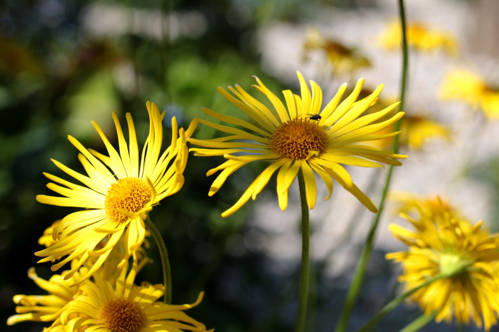 Canon EOS 600D (Rebel EOS T3i / EOS Kiss X5) + Canon EF 50mm F1.8 STM sample photo. Doronicum, voorjaarszonnebloem, fly photography
