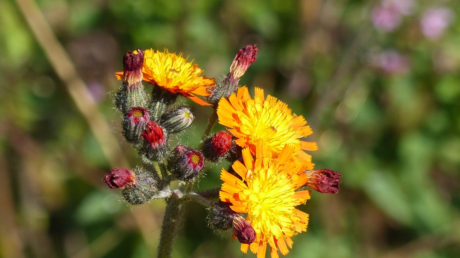 Panasonic Lumix DMC-FZ200 sample photo. Daisy family, hawkweed, flower photography