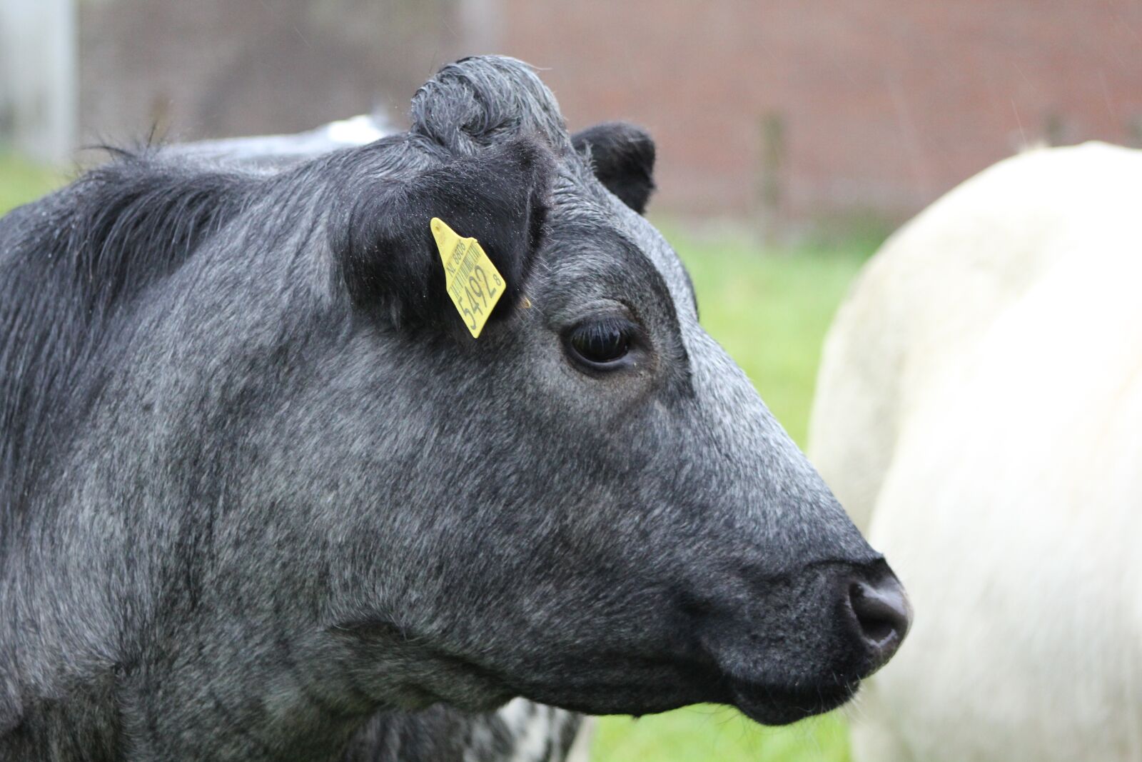 Canon EOS 600D (Rebel EOS T3i / EOS Kiss X5) sample photo. Cow, cattle, farm photography