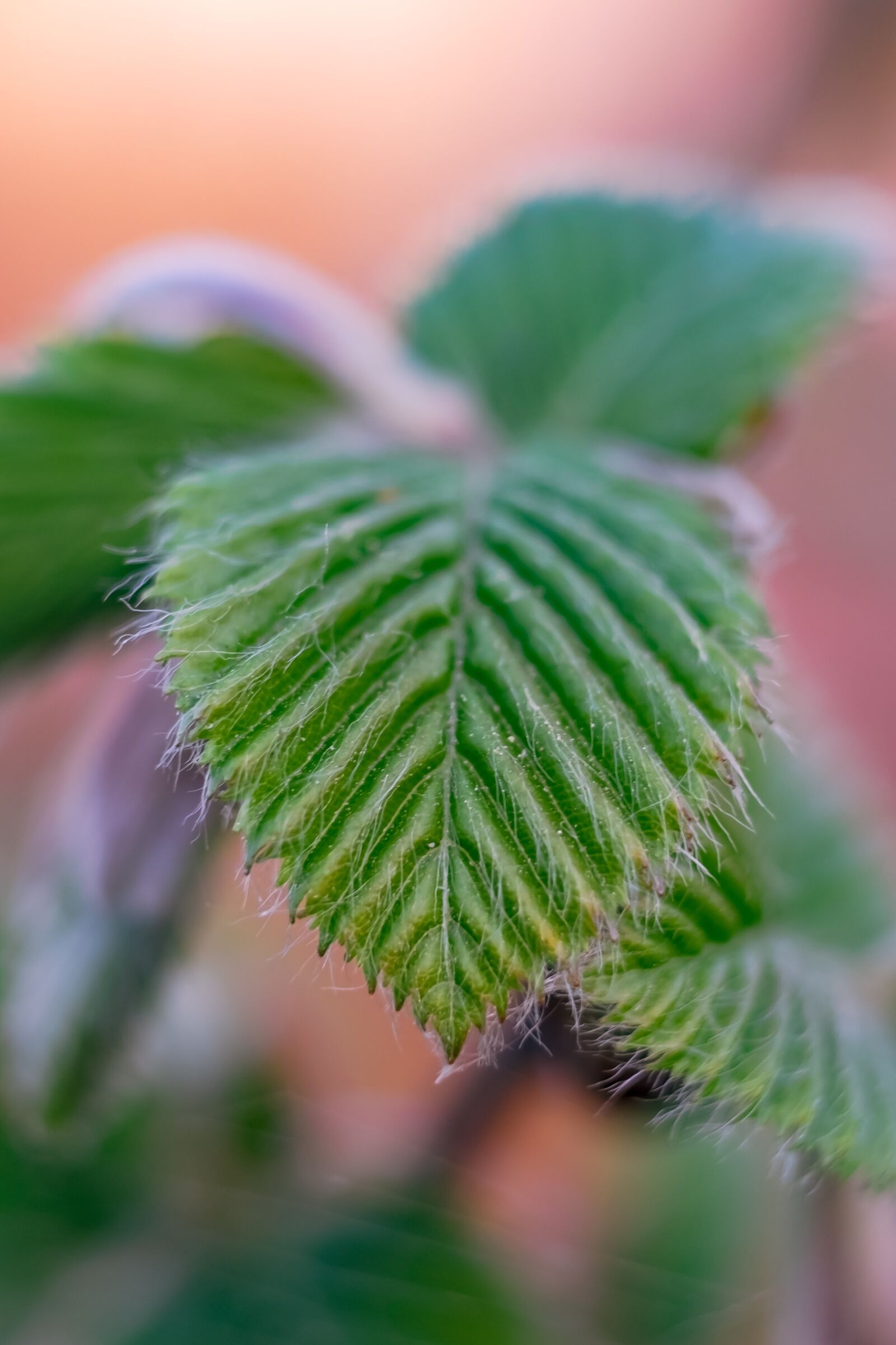 Fujifilm XF 55-200mm F3.5-4.8 R LM OIS sample photo. Leaf, macro, hornbeam photography