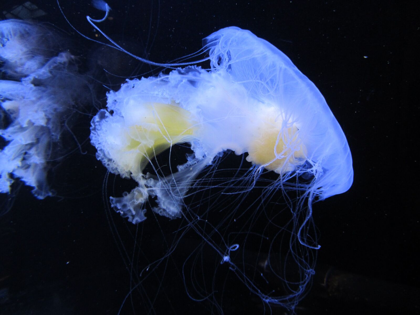 Canon PowerShot SX220 HS sample photo. Medusa, aquarium, vancouver photography