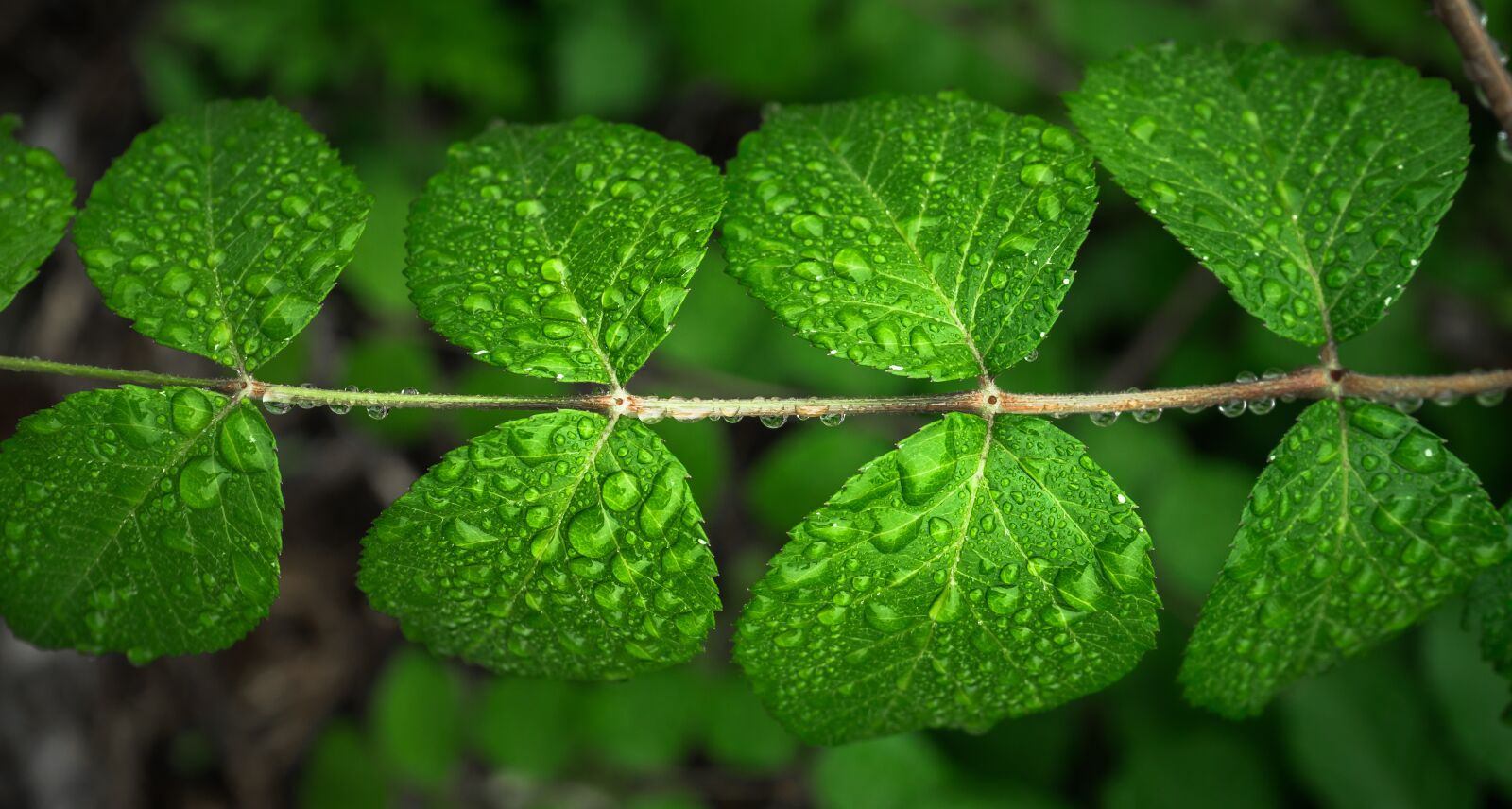 Sony a7 + Sony FE 28-70mm F3.5-5.6 OSS sample photo. The leaves, plants, hwalyeob photography