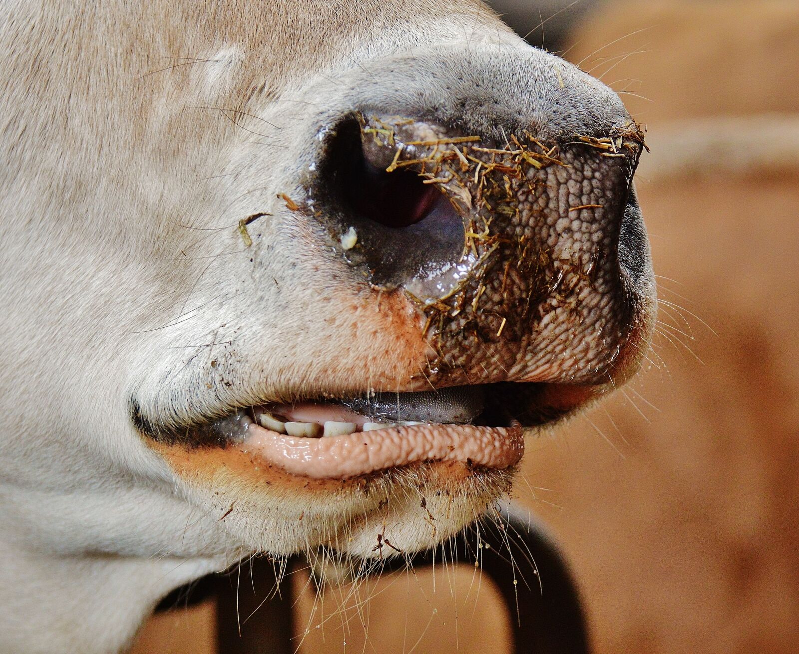 Nikon D3200 sample photo. Cow, snout, nose photography