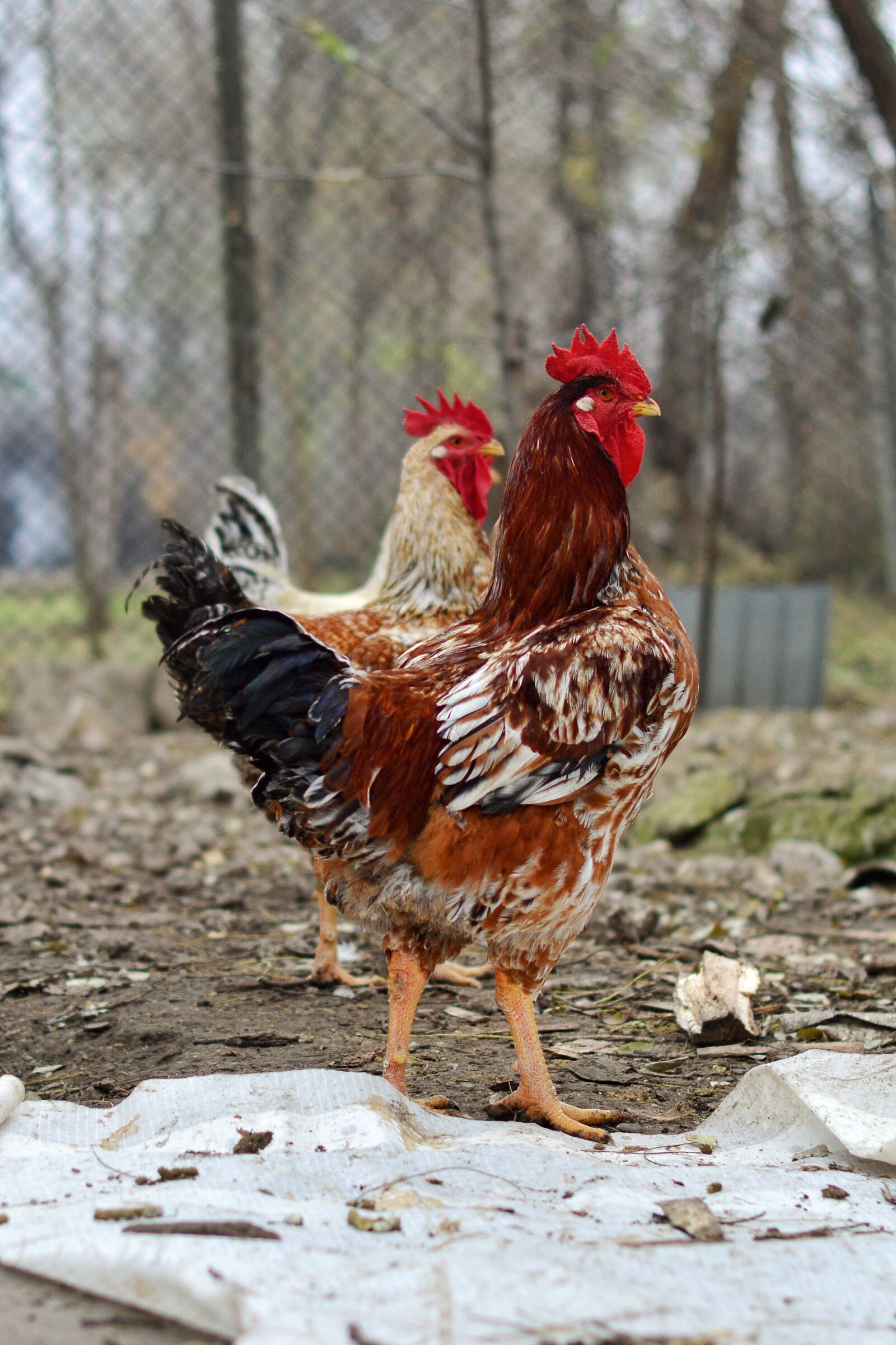 Nikon D3200 sample photo. Chicken, hem, rooster photography