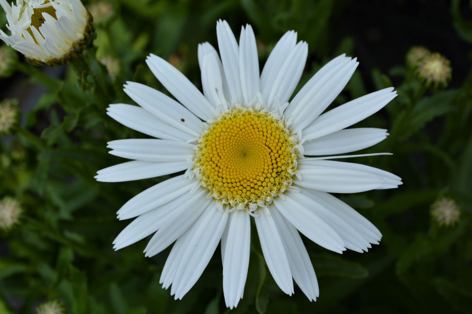 Nikon D5200 sample photo. Way, flower, blossom photography
