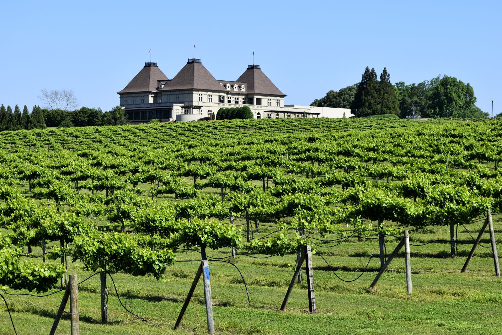 Nikon D3300 sample photo. Vineyard, wine, grape photography