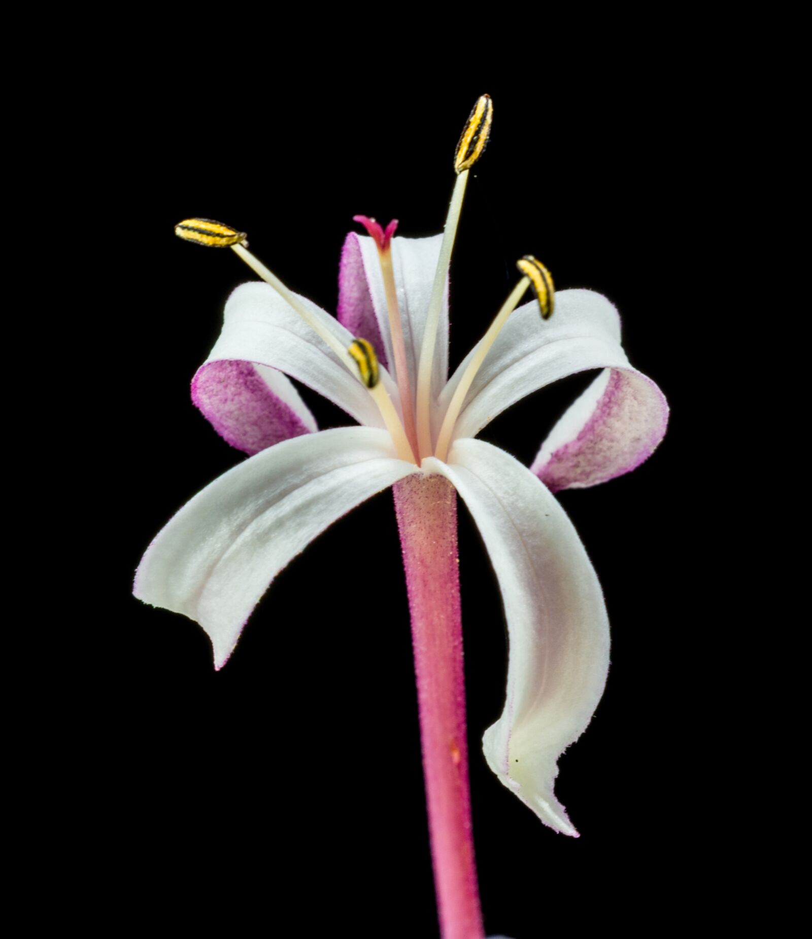 Nikon D5200 sample photo. Blossom, bloom, flower photography