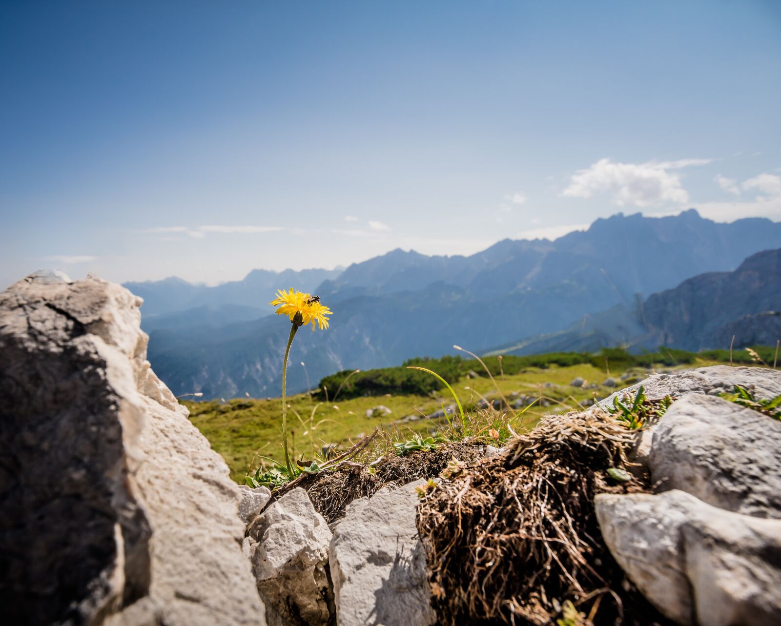Sony ILCA-77M2 + 10-20mm F3.5 sample photo. Flower, mountains, yellow photography