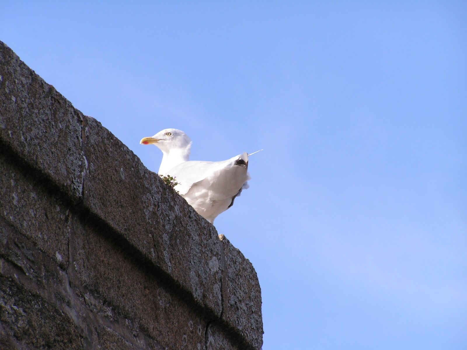 KONICA MINOLTA DiMAGE Z2 sample photo. Seagull photography