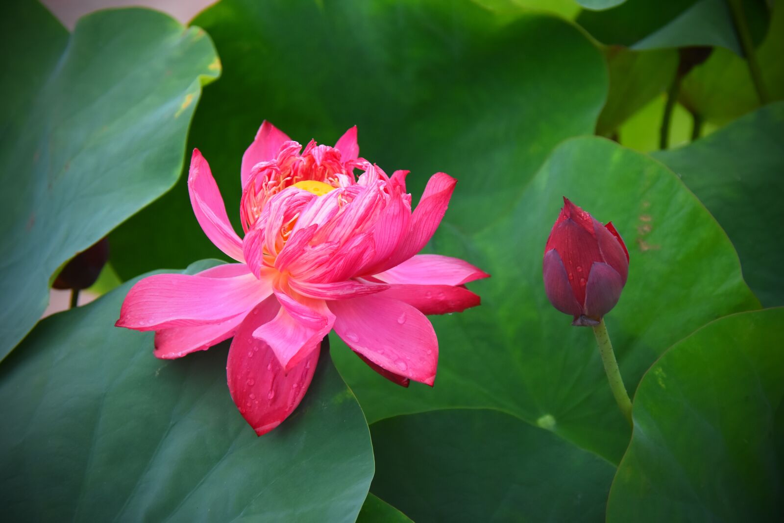 Nikon D7200 sample photo. Lotus flowers, red, nice photography