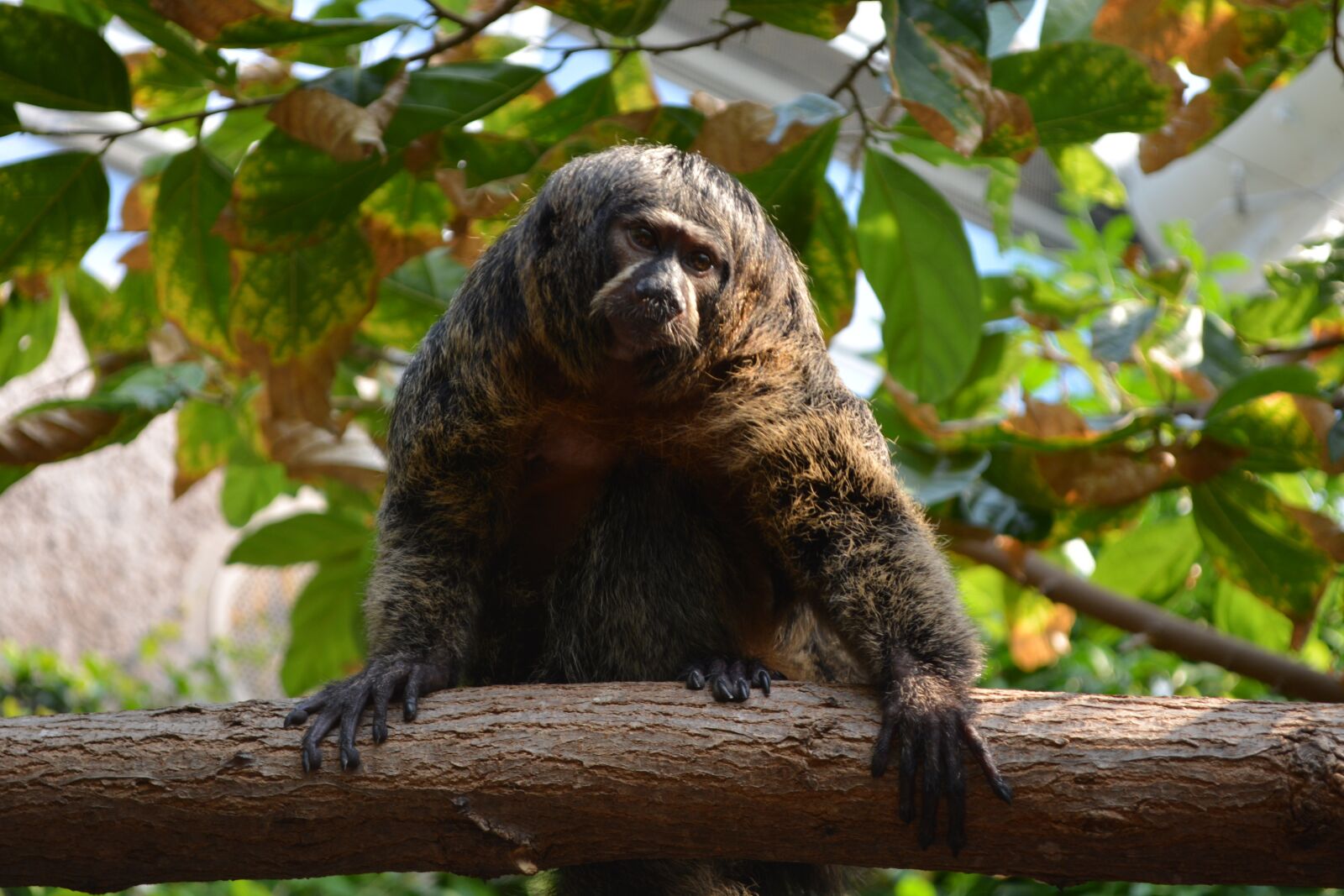 Nikon D5200 sample photo. Monkey, nature, funny photography