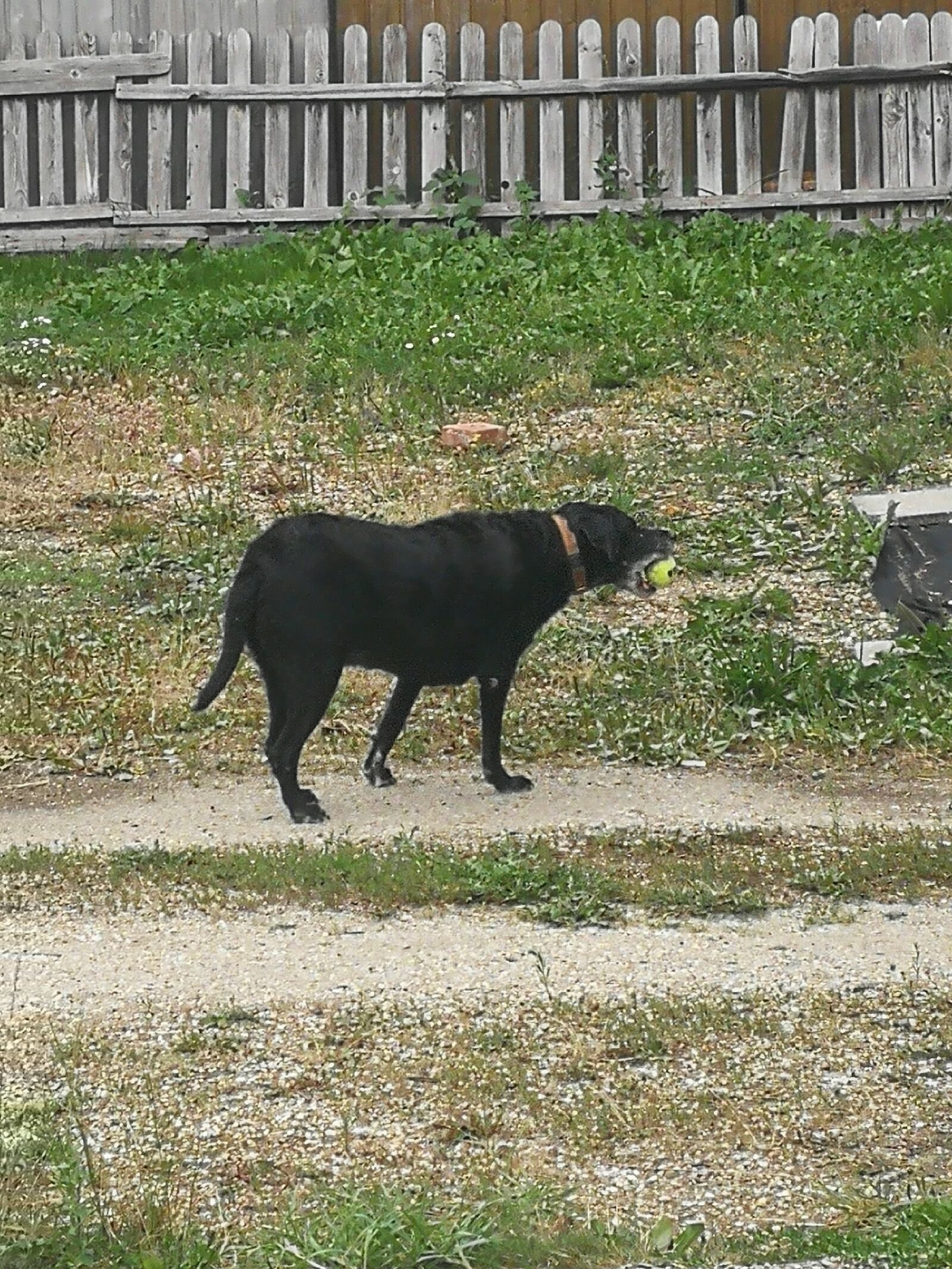 HUAWEI P10 sample photo. Labrador, garden, playing photography