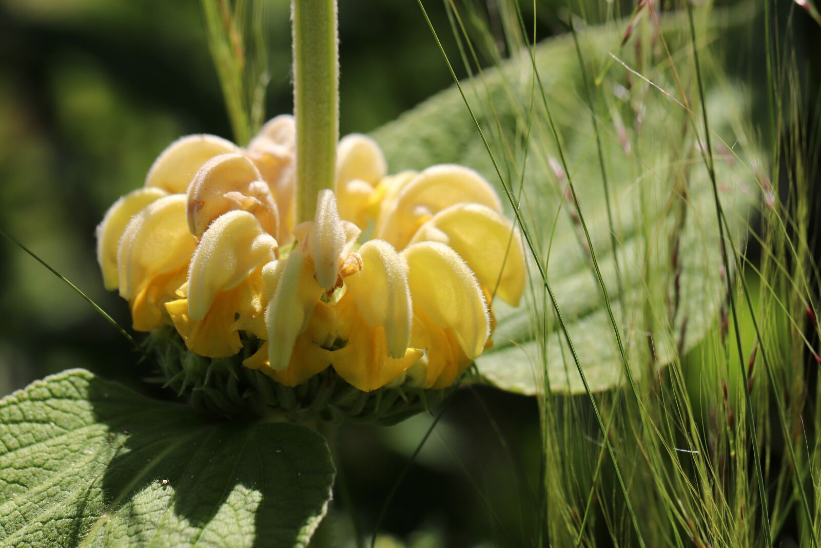 Canon EOS 800D (EOS Rebel T7i / EOS Kiss X9i) sample photo. Fire herb, phlomis, inflorescence photography