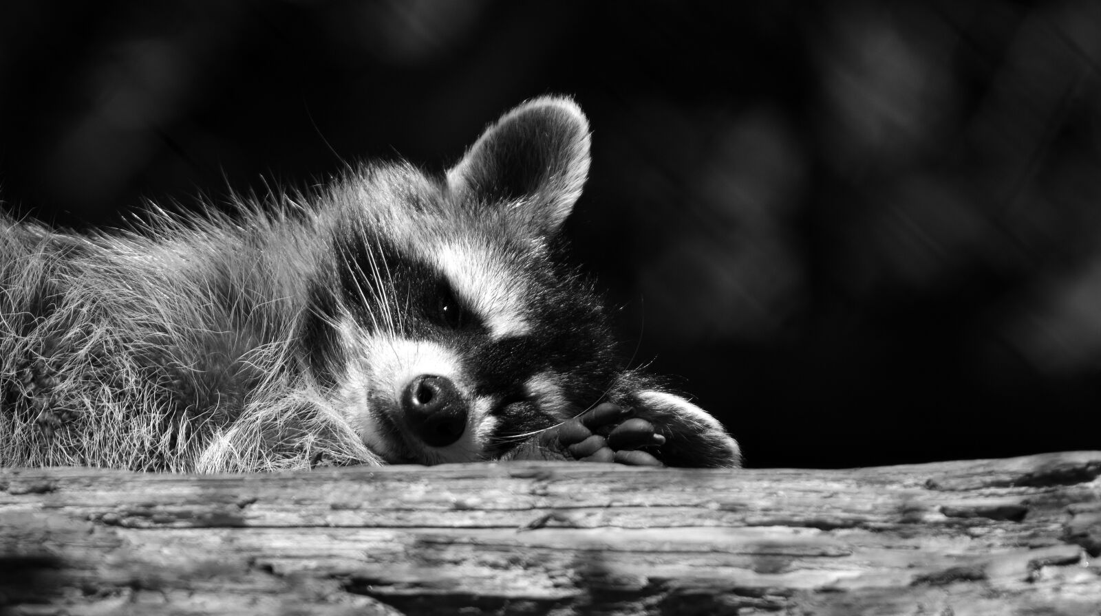 Nikon D7200 sample photo. Raccoon, black and white photography