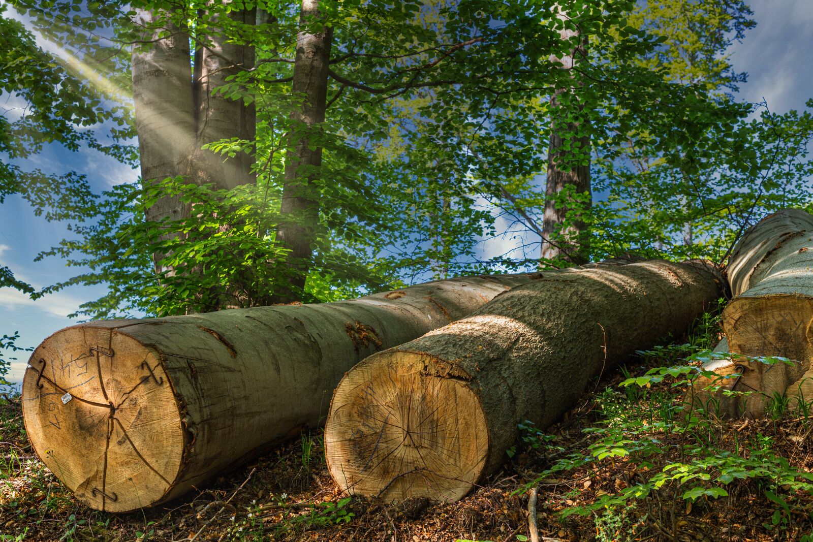 Canon EOS 6D + Canon EF 50mm F1.8 STM sample photo. Tree trunks, sunshine, sunbeam photography