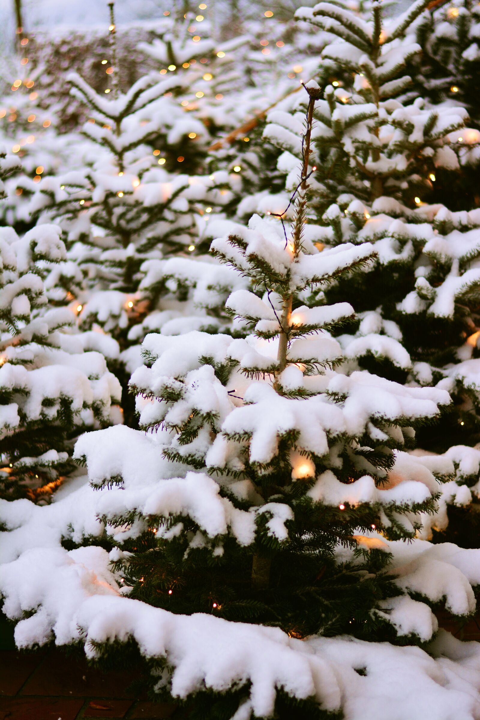 Nikon D5200 sample photo. Fir trees, snow, winter photography
