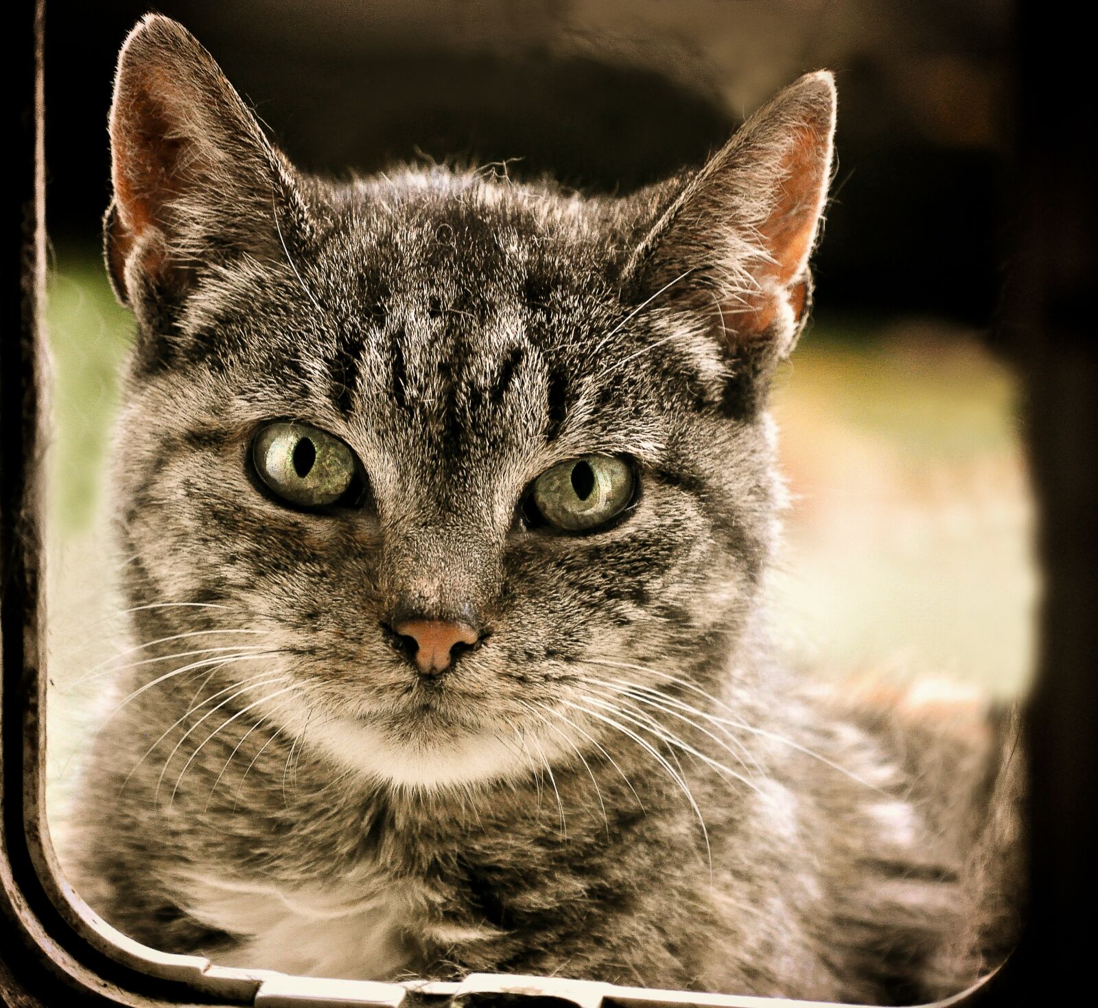 Nikon D5000 sample photo. Cat, domestic cat, animal photography