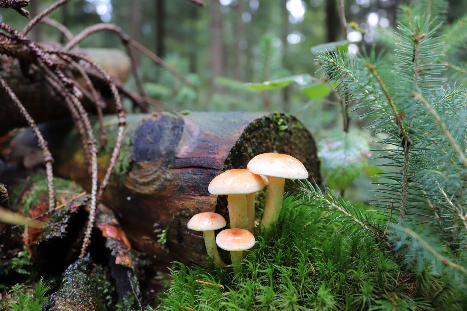 Canon EOS 200D (EOS Rebel SL2 / EOS Kiss X9) sample photo. Mushrooms, forest, nature photography