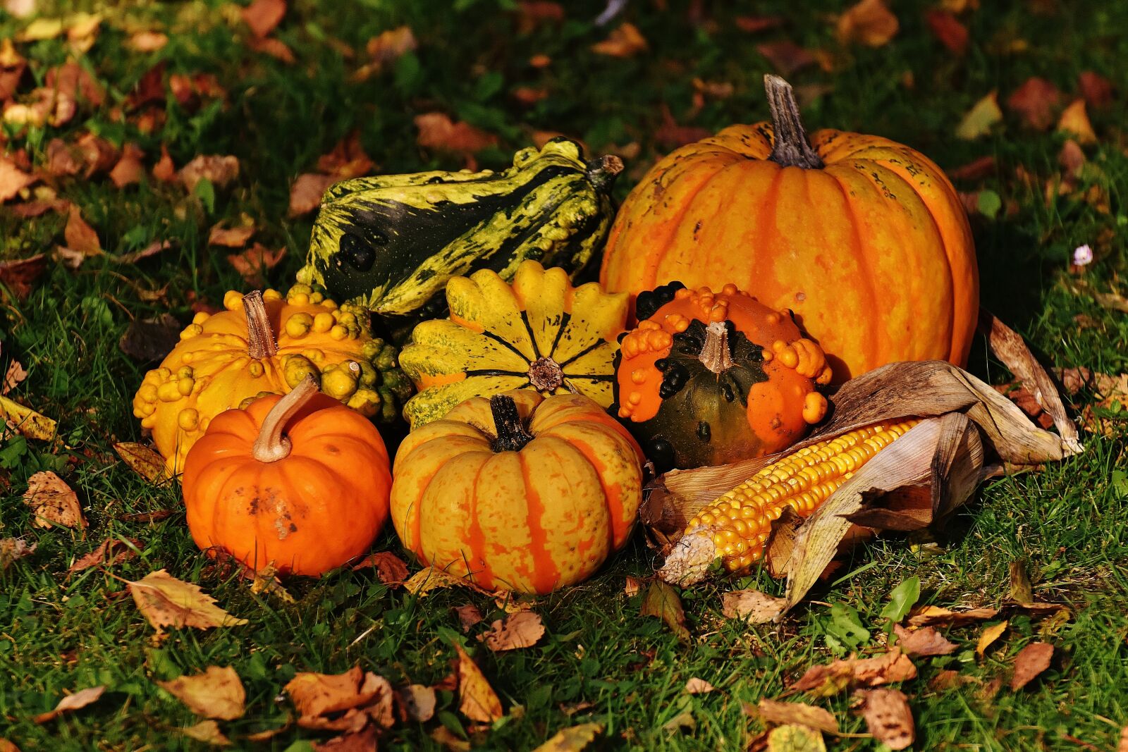 Nikon D7200 sample photo. Pumpkins, decorative squashes, nature photography