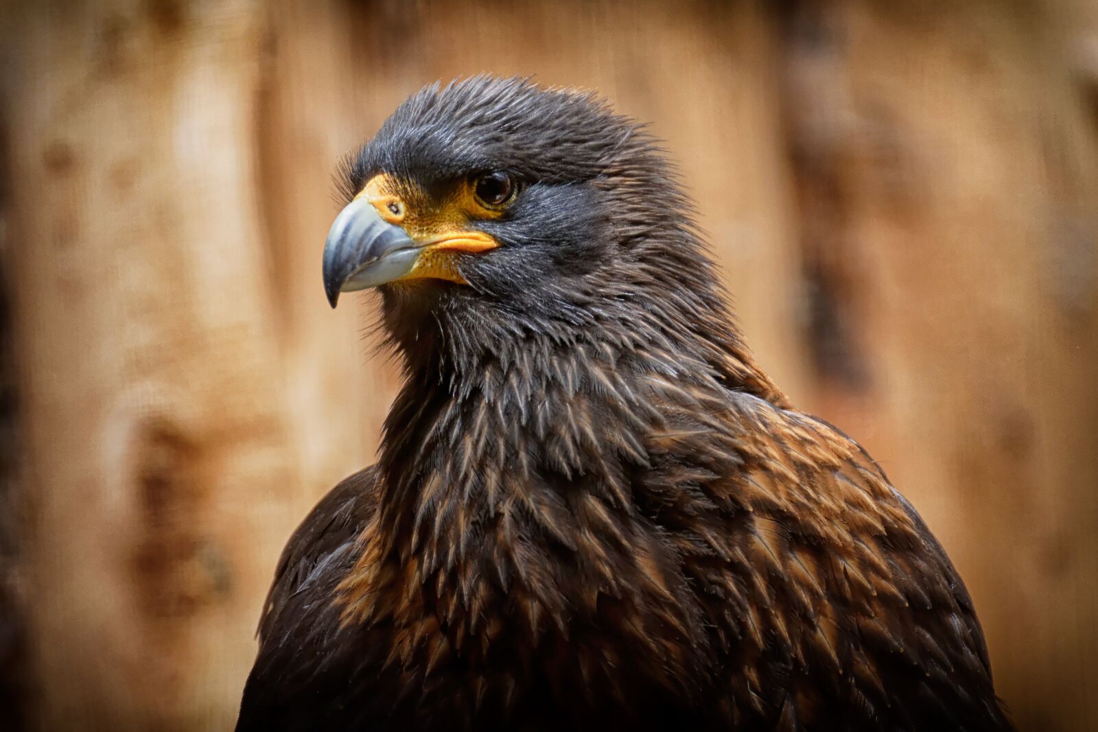 Nikon D7200 sample photo. Buzzard, harris hawk, raptor photography