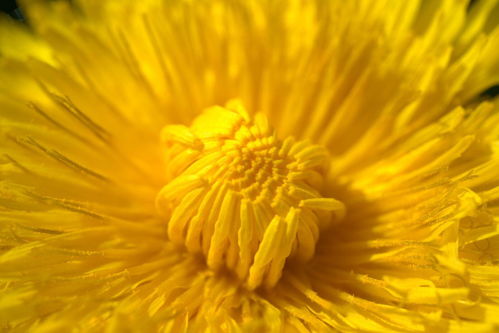 Sony E 30mm F3.5 Macro sample photo. Dandelion, spring, nature photography