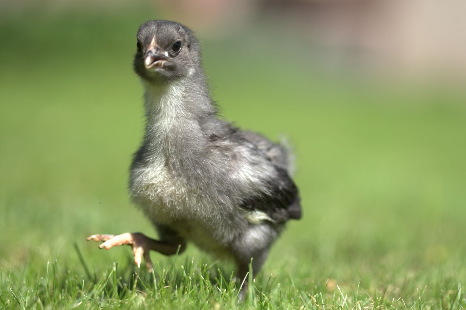 Canon EOS-1D Mark III sample photo. Chicken, chick, easter photography