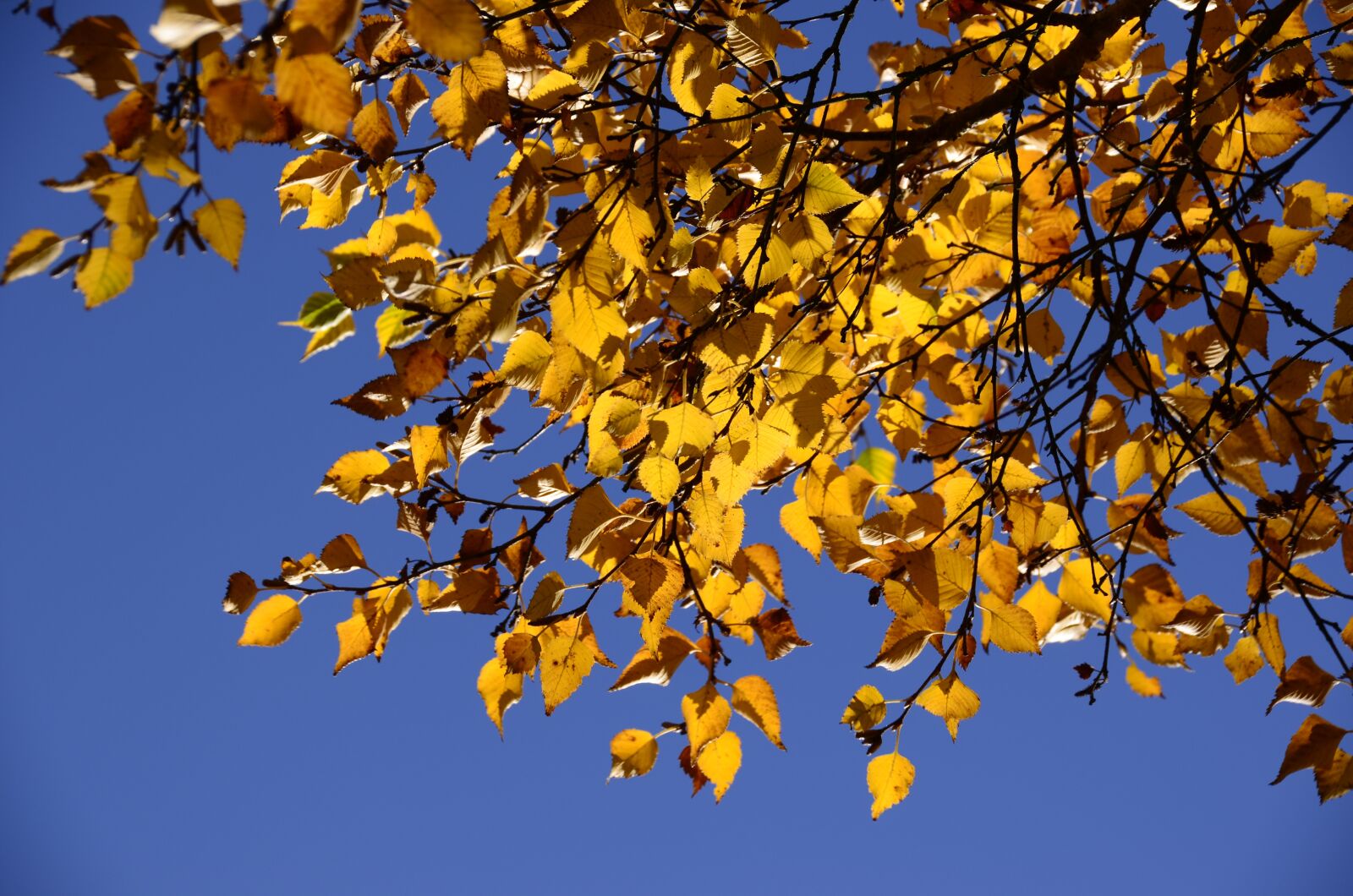 Nikon D5100 sample photo. Autumn, leaves, fall foliage photography