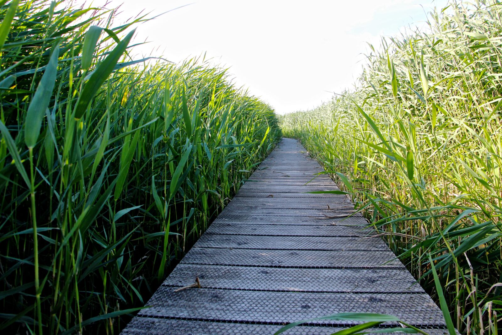 Canon EOS 700D (EOS Rebel T5i / EOS Kiss X7i) sample photo. High grass, walk, relax photography