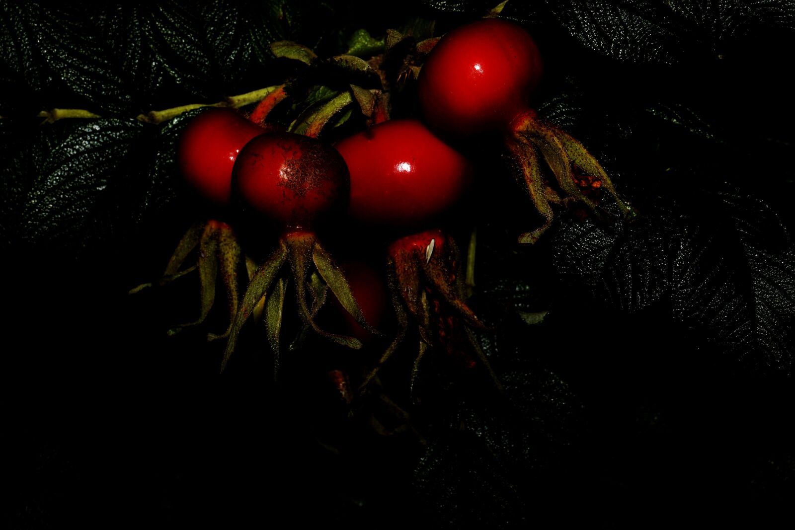 Canon EF 100mm F2.8L Macro IS USM sample photo. Her, fruit, nature photography