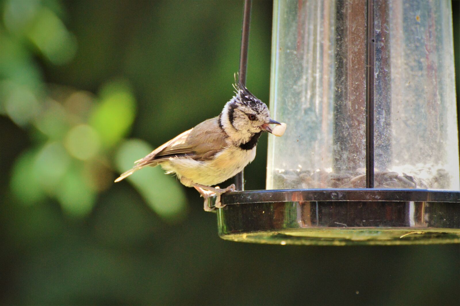 Nikon D3200 sample photo. Crested tit, tit, bird photography