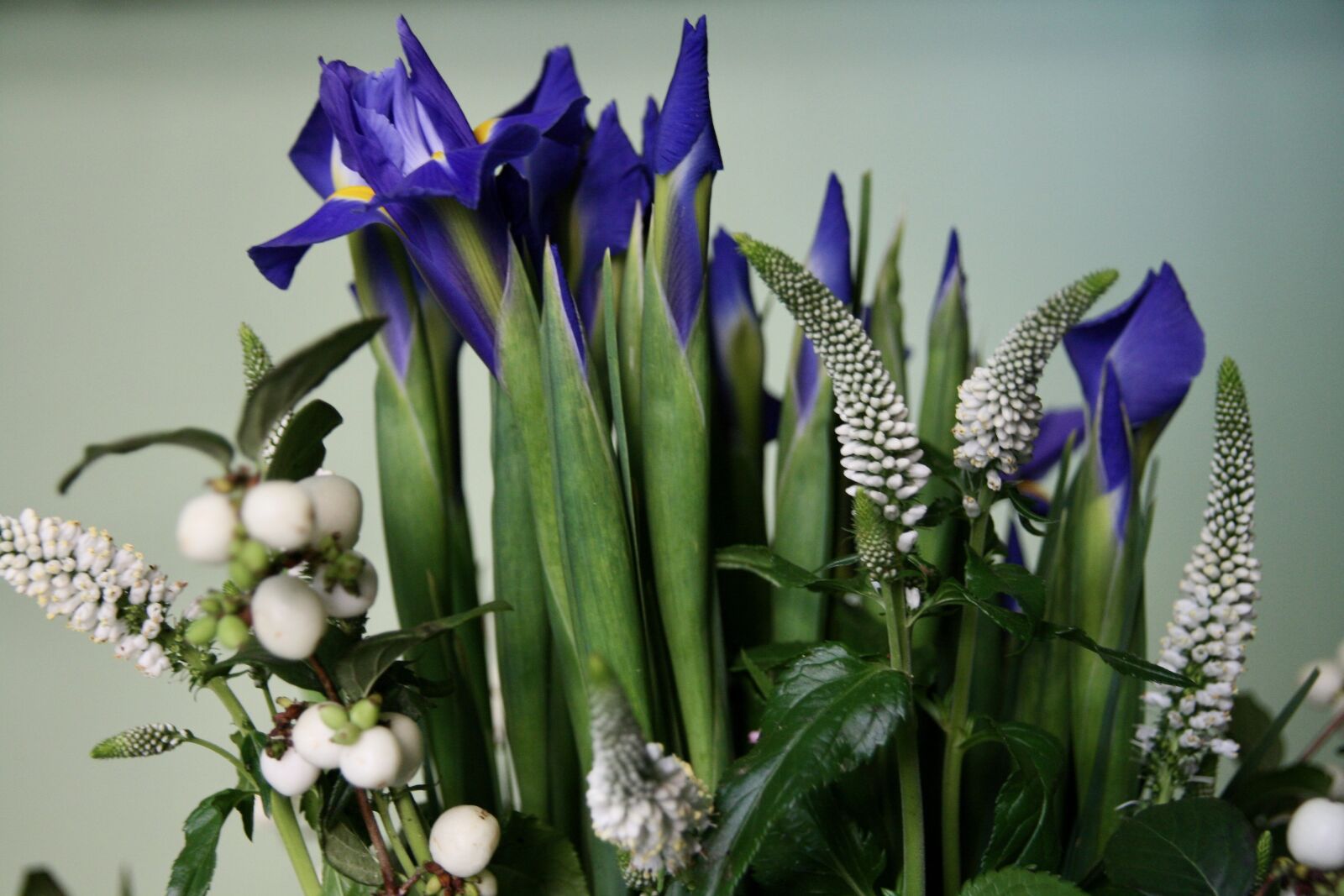 Canon EOS 400D (EOS Digital Rebel XTi / EOS Kiss Digital X) sample photo. Lilies, bouquet, blue white photography