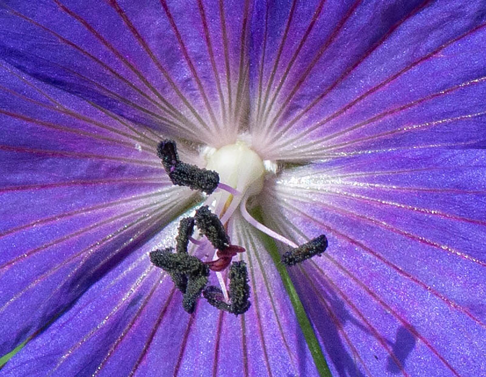 Tamron SP 90mm F2.8 Di VC USD 1:1 Macro sample photo. Flower, purple, garden photography