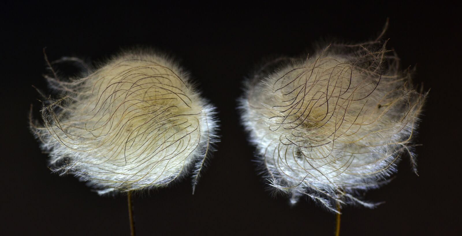 Nikon D750 sample photo. Seeds, multiplication, nature photography