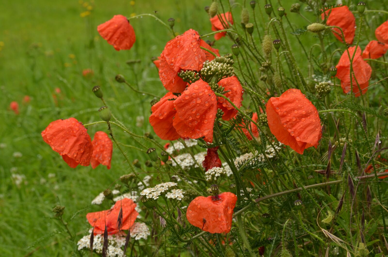 Nikon D7000 sample photo. Poppy, flora, flower photography