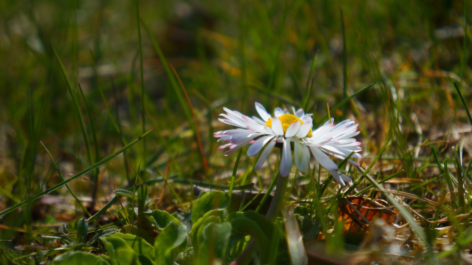 Sony Alpha a3000 sample photo. Nature, plants, garden photography