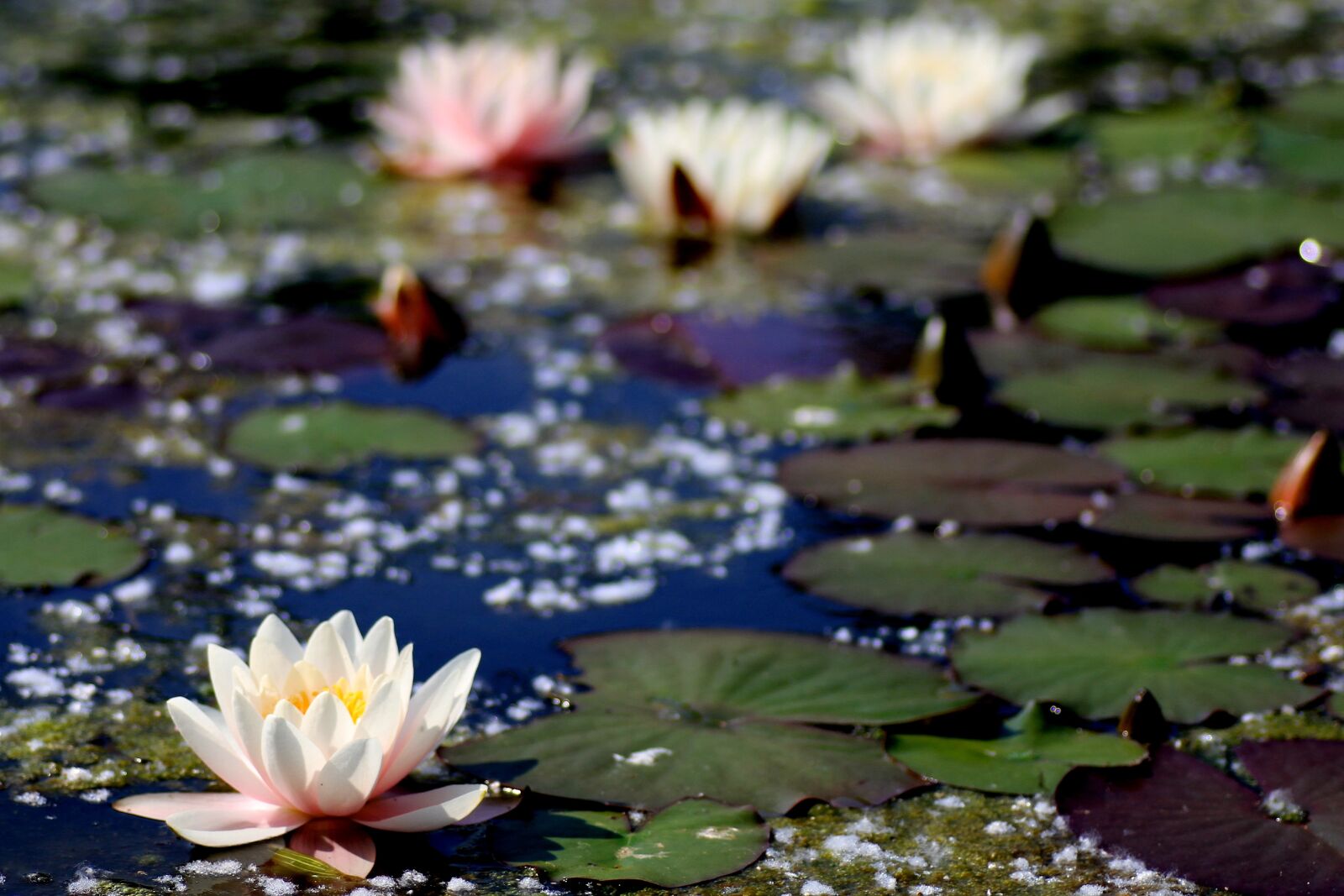 Canon EOS 7D sample photo. Water lily, lily pond photography
