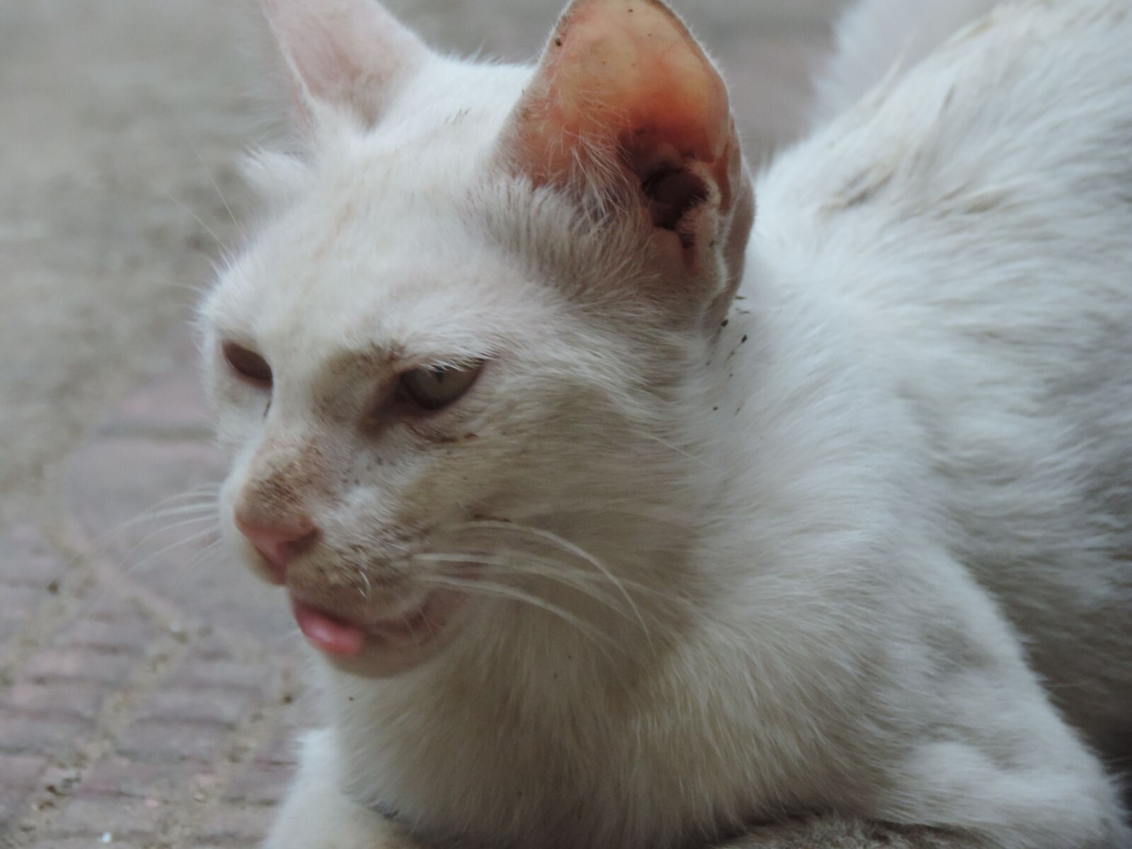 Nikon Coolpix P520 sample photo. Sleepy, cat, animal photography