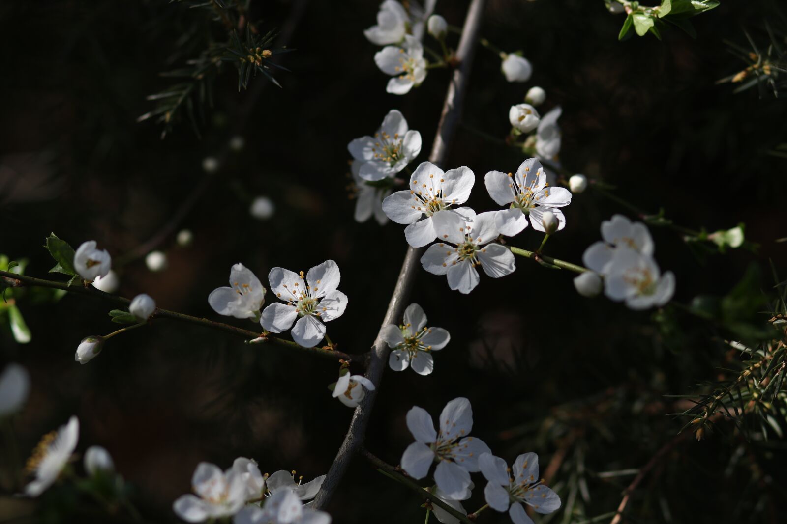Canon EF 85mm F1.8 USM sample photo. Flowers, white, casey photography