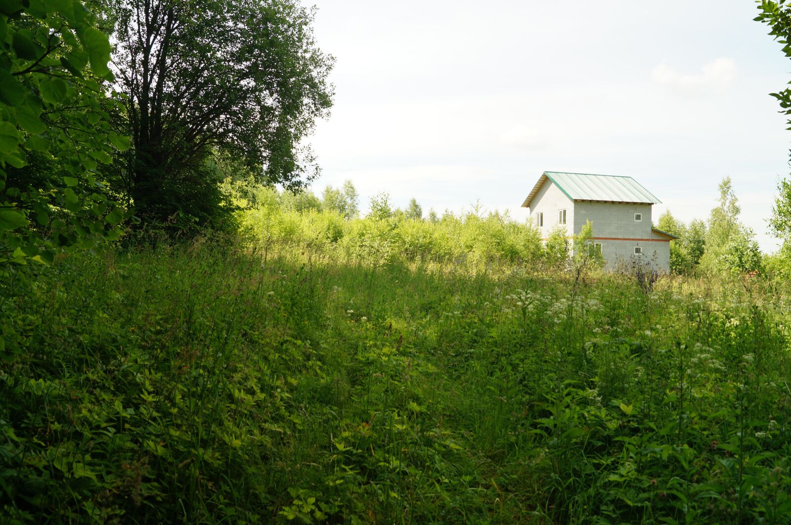 Sony SLT-A57 sample photo. Summer, forest, blue sky photography