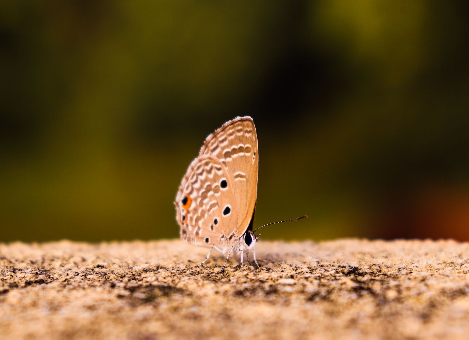 Canon EOS 200D (EOS Rebel SL2 / EOS Kiss X9) sample photo. Butterfly, butterflies, single butterfly photography