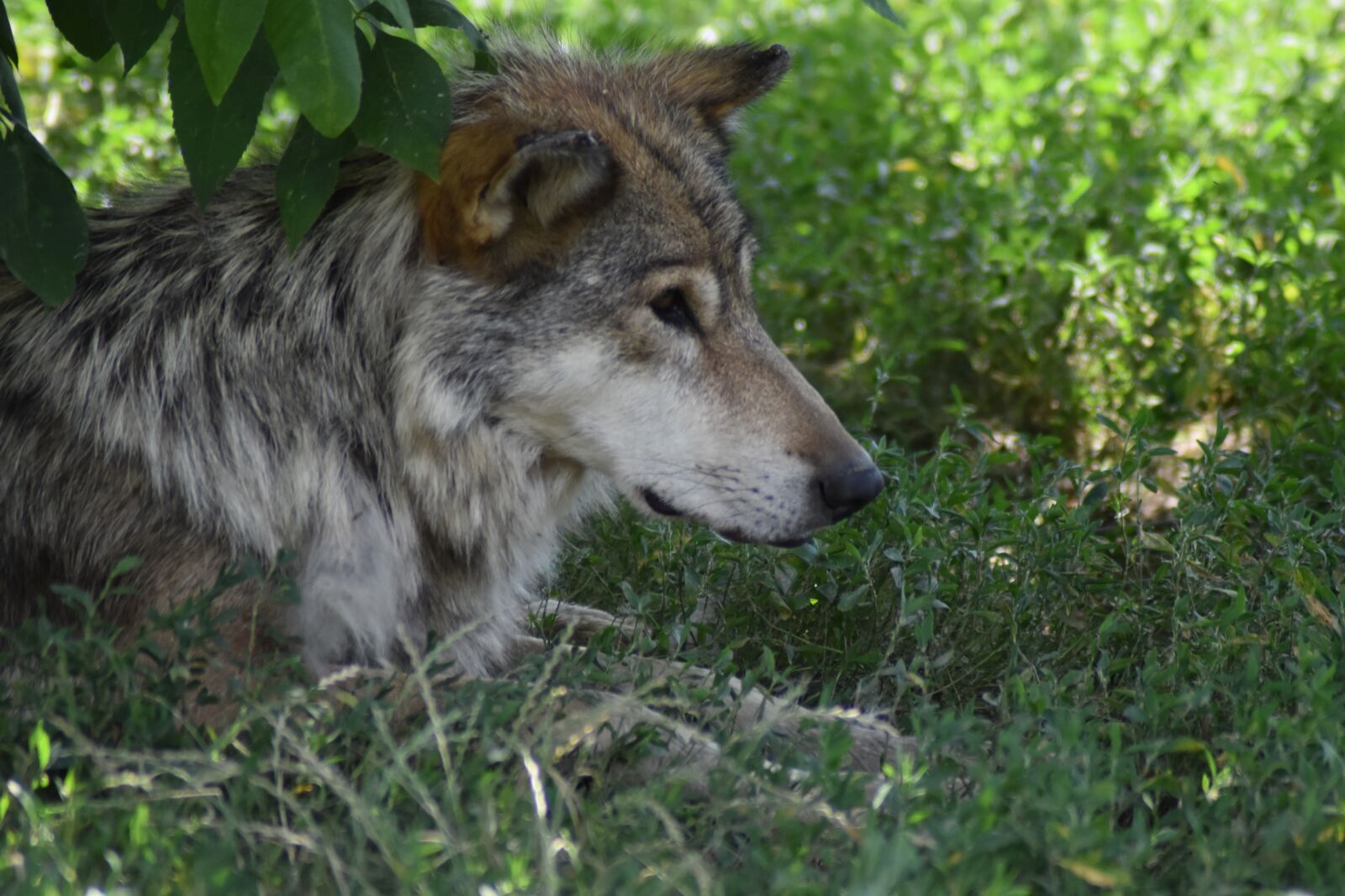 Nikon D3500 sample photo. Wolf, animal, predator photography