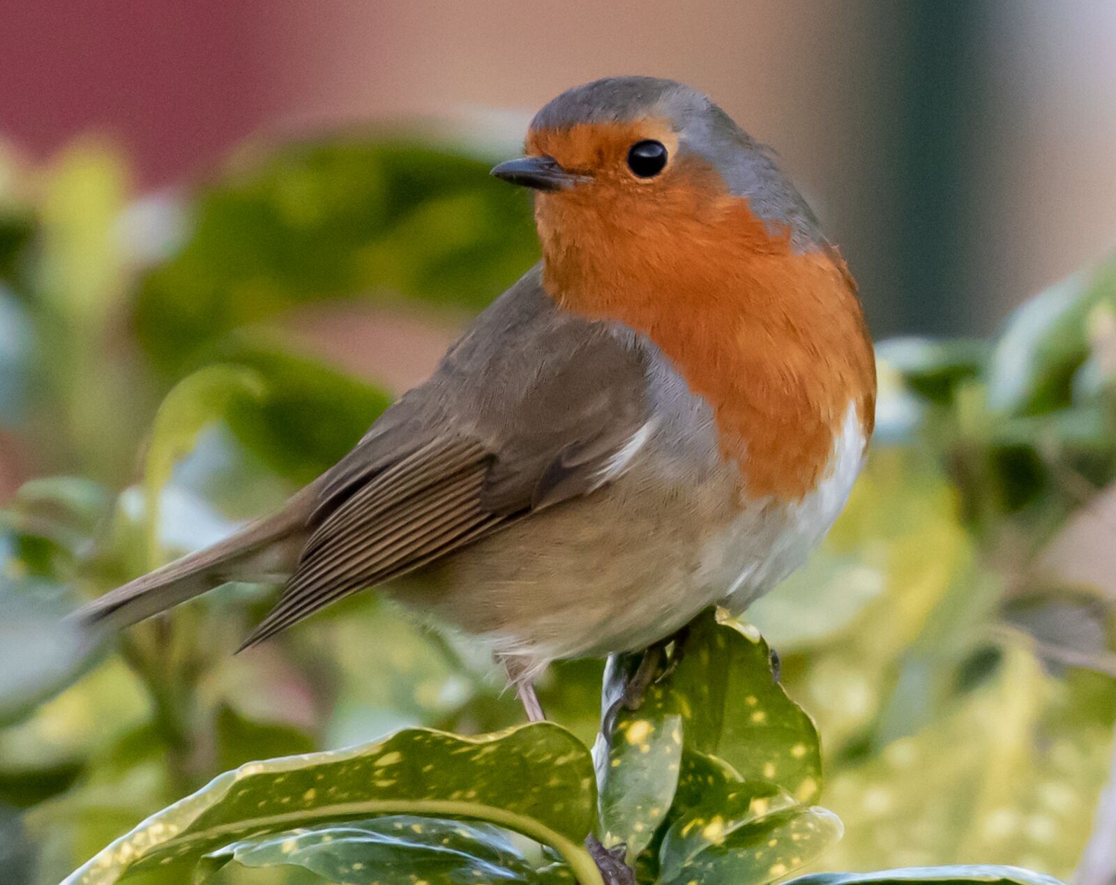 Canon EOS 7D Mark II sample photo. Robin redbreast in tree photography