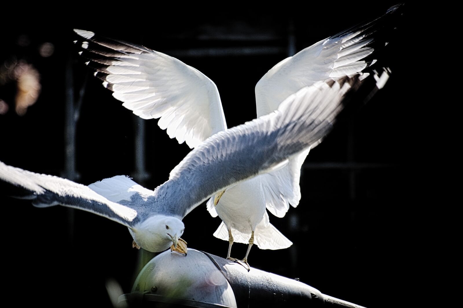 Fujifilm X-T2 + Fujifilm XF 55-200mm F3.5-4.8 R LM OIS sample photo. Seagull, flight, ali photography
