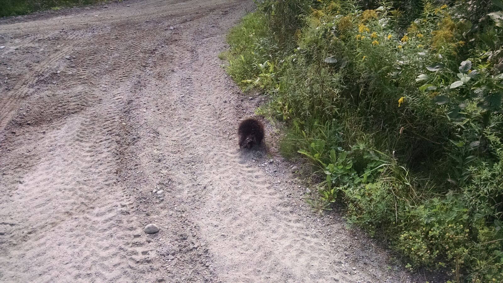 Motorola Moto X (1st Gen) sample photo. Animal, nature, porcupine, woods photography