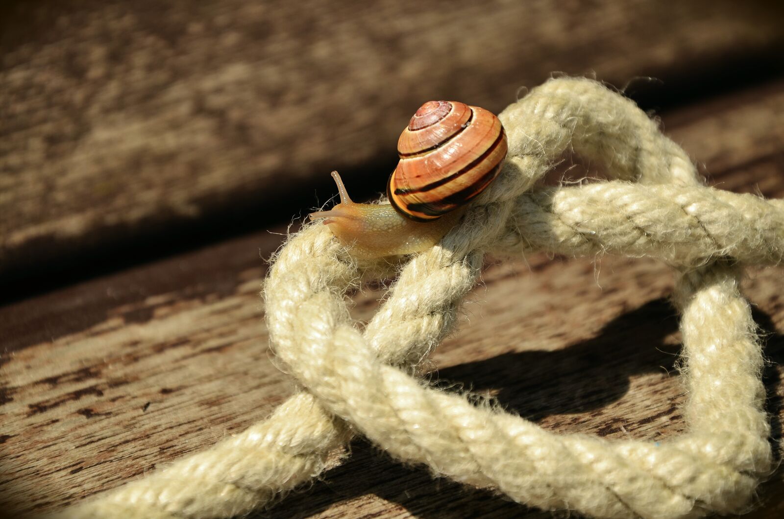 Nikon D5100 sample photo. Rope, cord, heart photography