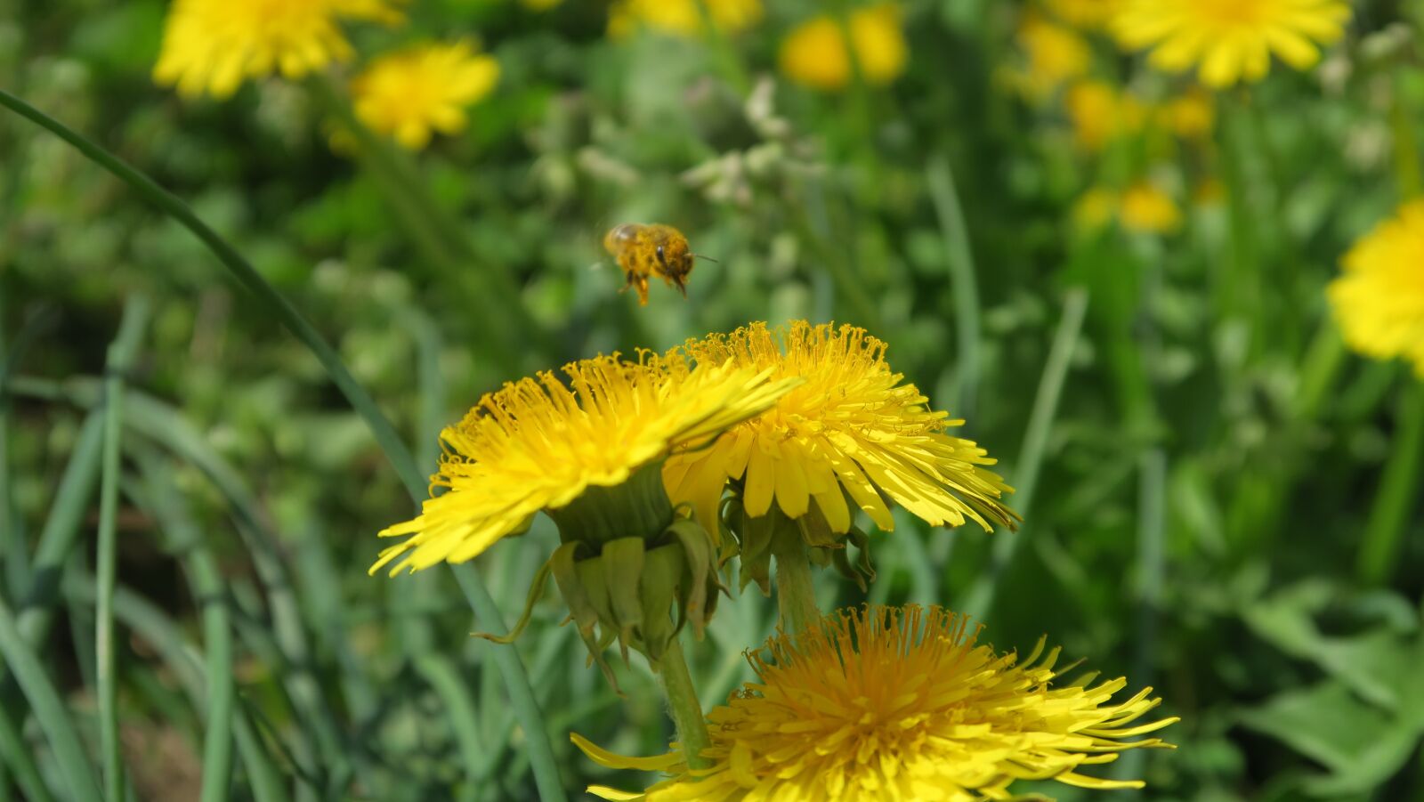 Canon PowerShot G5 X sample photo. Bee, spring, dandelions photography