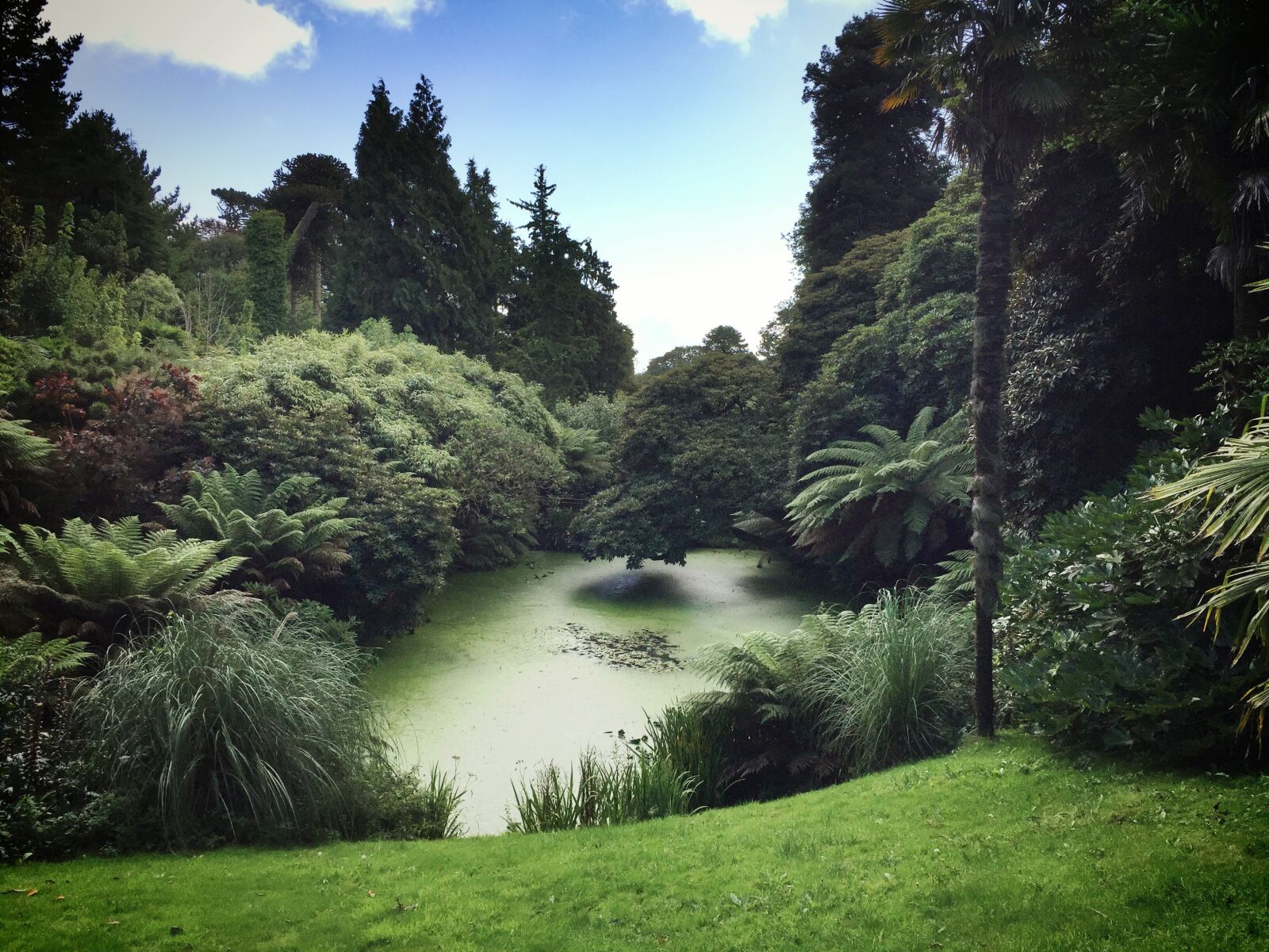 iPhone 6 Plus back camera 4.15mm f/2.2 sample photo. Forest, pond, green, lush photography