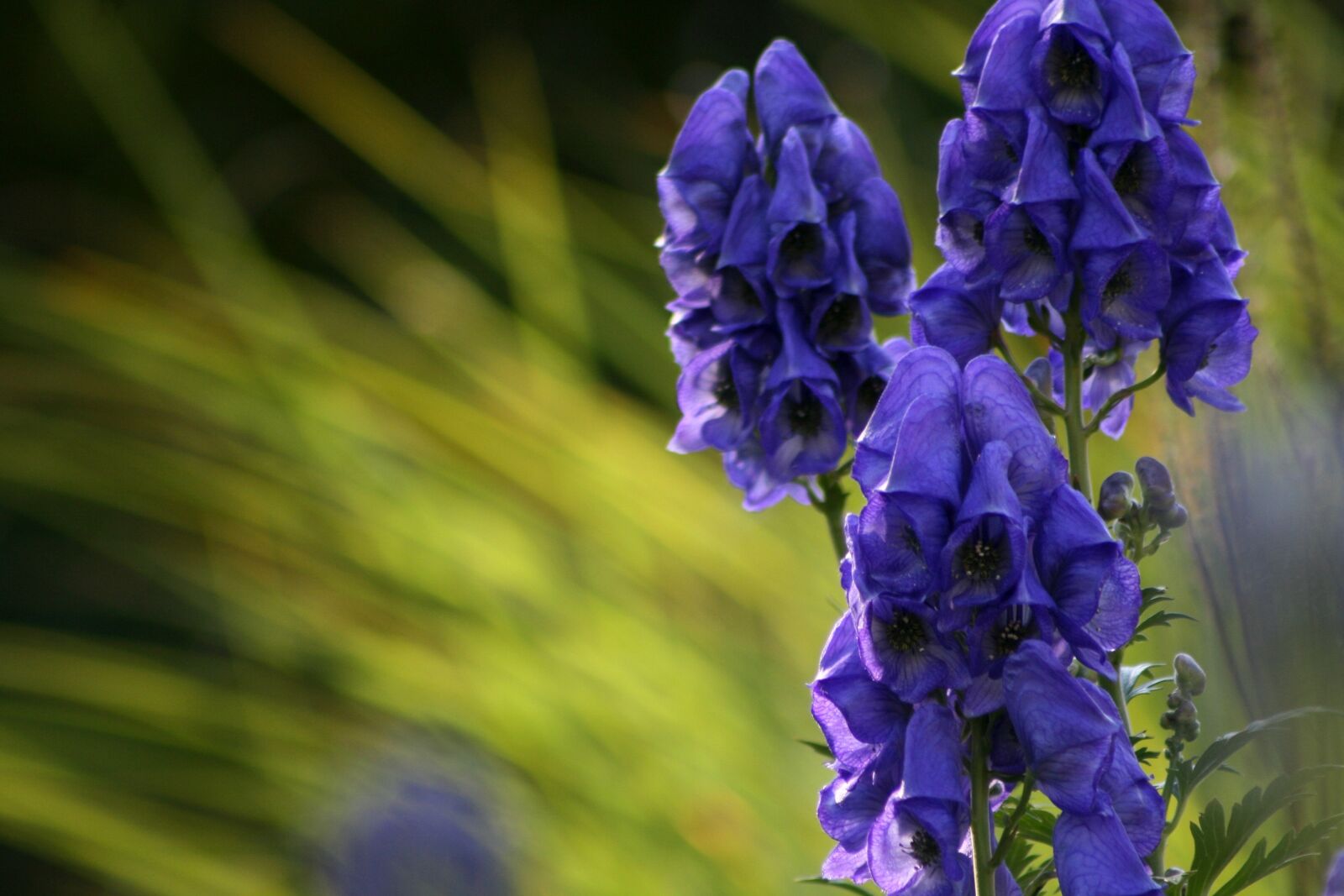 Canon EOS 400D (EOS Digital Rebel XTi / EOS Kiss Digital X) sample photo. Monkshood, blue, purple photography