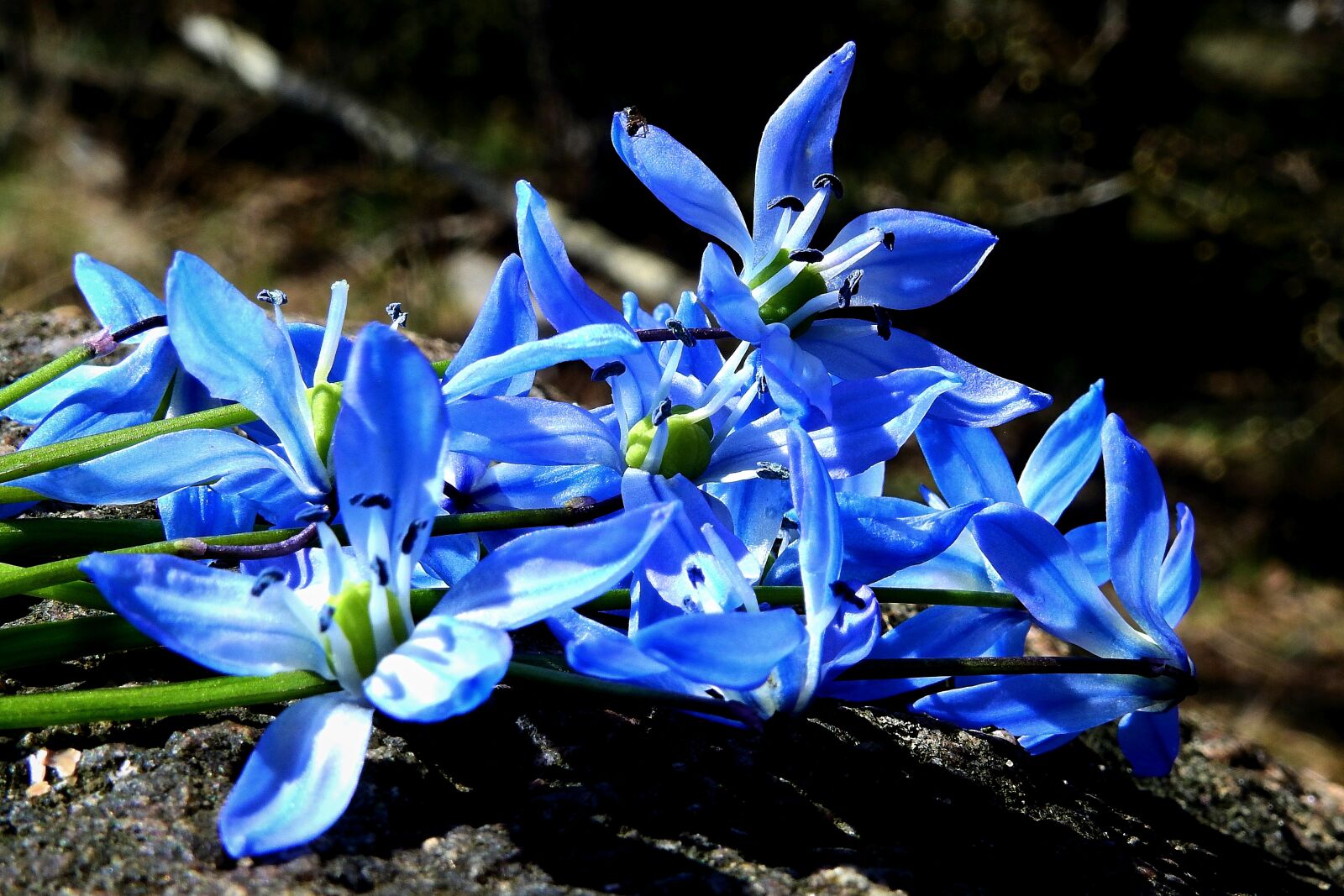 Nikon Coolpix P900 sample photo. Flowers, nature, beauty photography